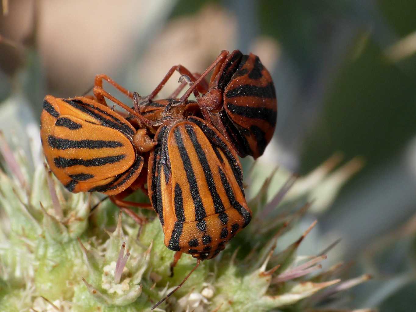 Graphosoma lineatum in copula